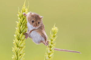 سمپاشی موش - آیا میتوان موش ها را ریشه کن کرد؟ (2020)