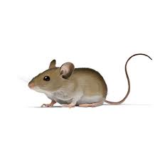 سمپاشی موش - 3دلیل افزایش موش در منازل (2020)