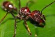 انواع مورچه ها