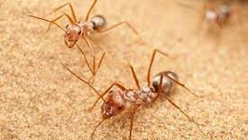 انواع مورچه ها